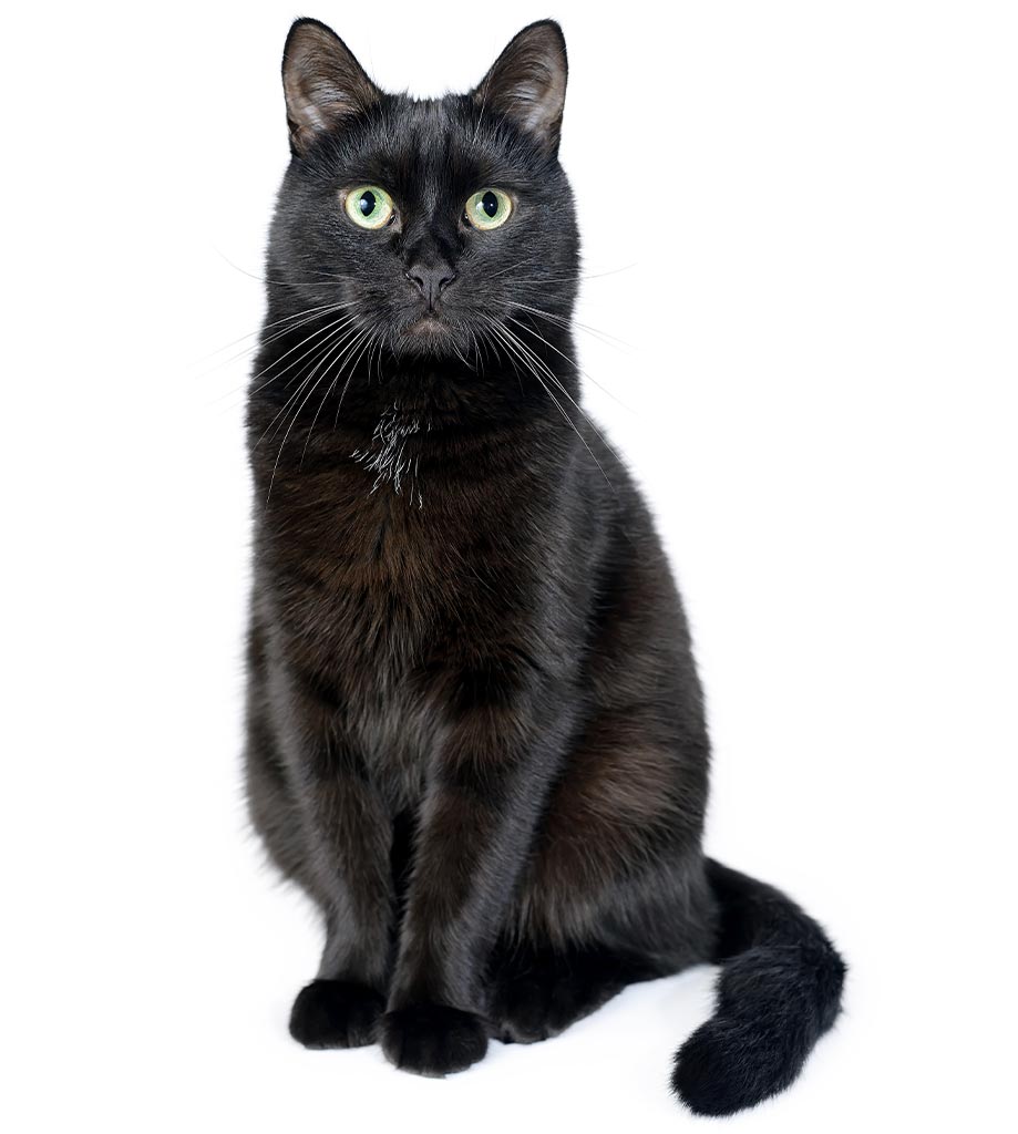 Black Cat On White Background