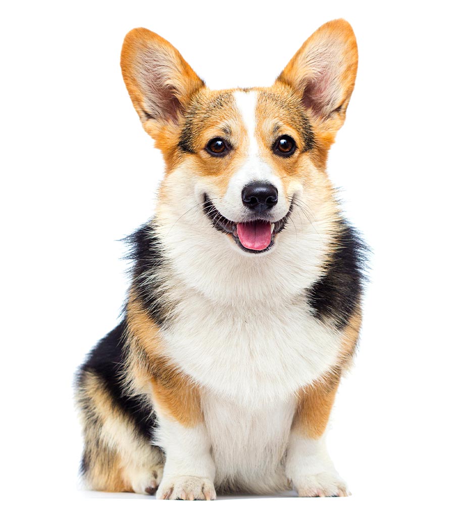 Corgi On White Background