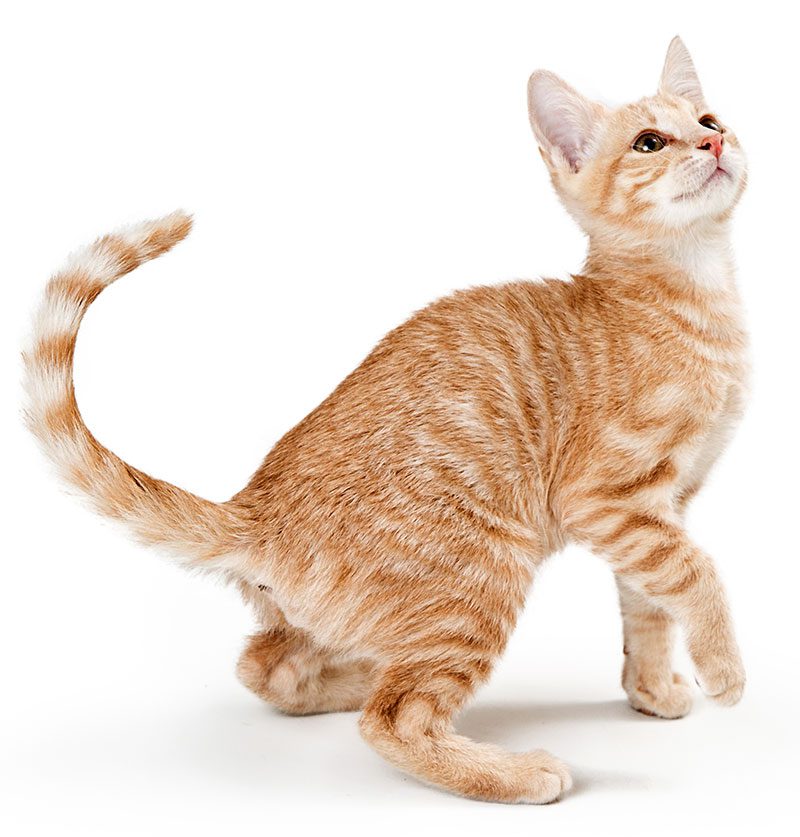 Young Orange Cat Young Orange Cat