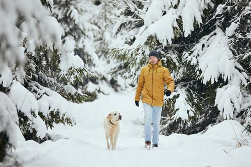 male-pet-owner-walking-in-snowy-forest-with-yellow-labrador-dog