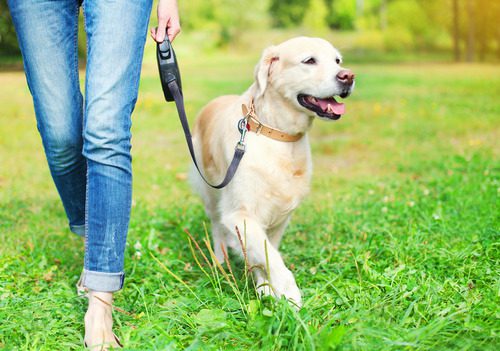 female-pet-owner-walking-yellow-lab-dog-through-the-grass