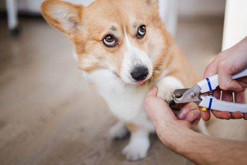 corgi-dog-getting-nails-trimmed-at-home