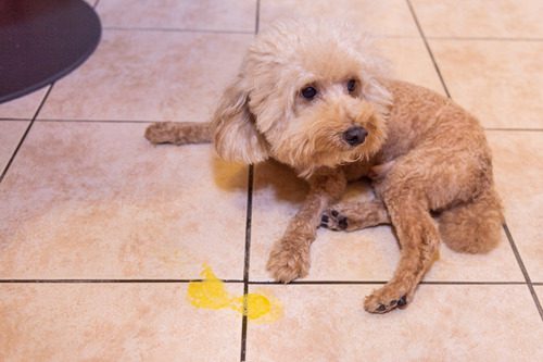 toy-poodle-dog-next-to-bile-puddle