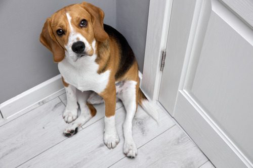 beagle-dog-sitting-attentively-in-the-corner