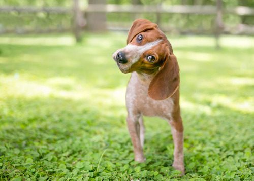 beagle-dog-standing-in-grass-with-head-tilted