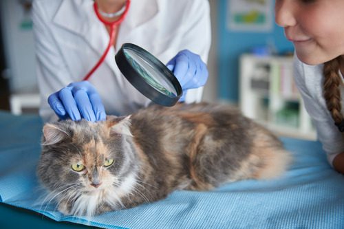 vets-examining-cat's-skin-and-fur-at-clinic