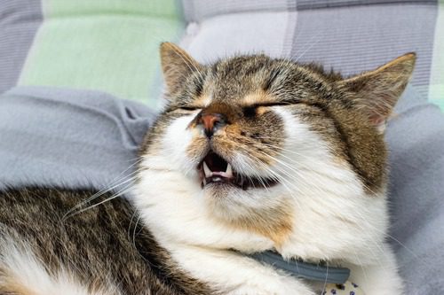 cat-sitting-in-a-chair-sneezing