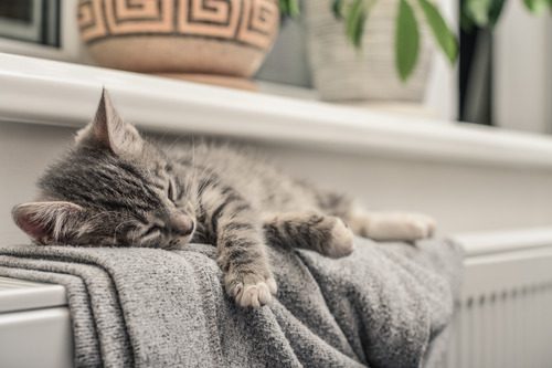 gray-kitten-laying-on-blanket
