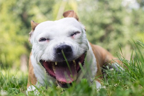 dog-laying-in-the-grass-at-the-park-coughing