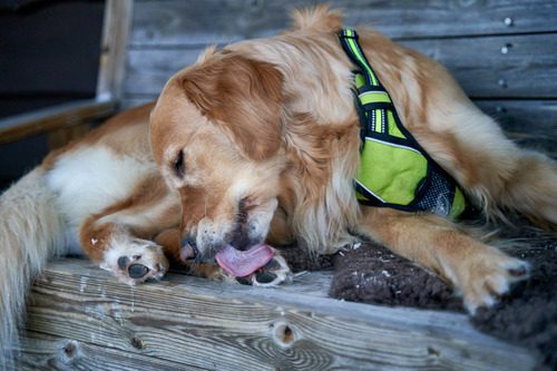 golden-retriever-dog-curled-up-in-a-chair-licking-his-paws