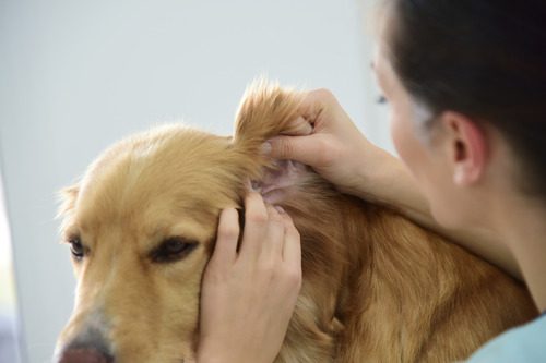 female-vet-examining-golden-retriever-dog's-ear-at-clinic