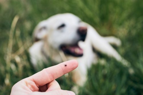tick on human finger overlaying yellow dog on green grass in background