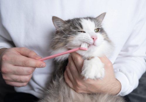 man brushes teeth of a dilute calico longhaired cat